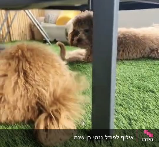 שני כלבים על דשא מלאכותי מתחת לשולחן